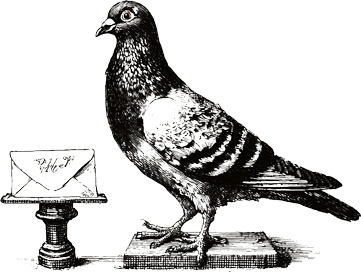 Pigeon carrying letter illustration